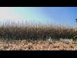 Maize Harvest Side 7 1564